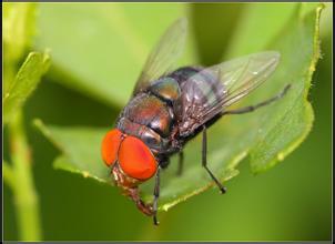 虫类: 红眼果蝇鲜艳的色彩在雌蝇择偶中具有诱惑力.