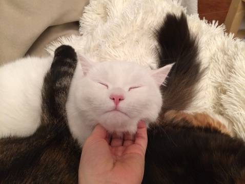 打呼噜,打哈欠,乱撒尿,乱抓家具……猫咪这些怪癖是有原因的